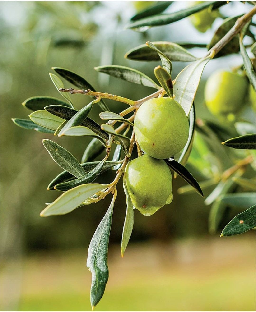 olive green fruit