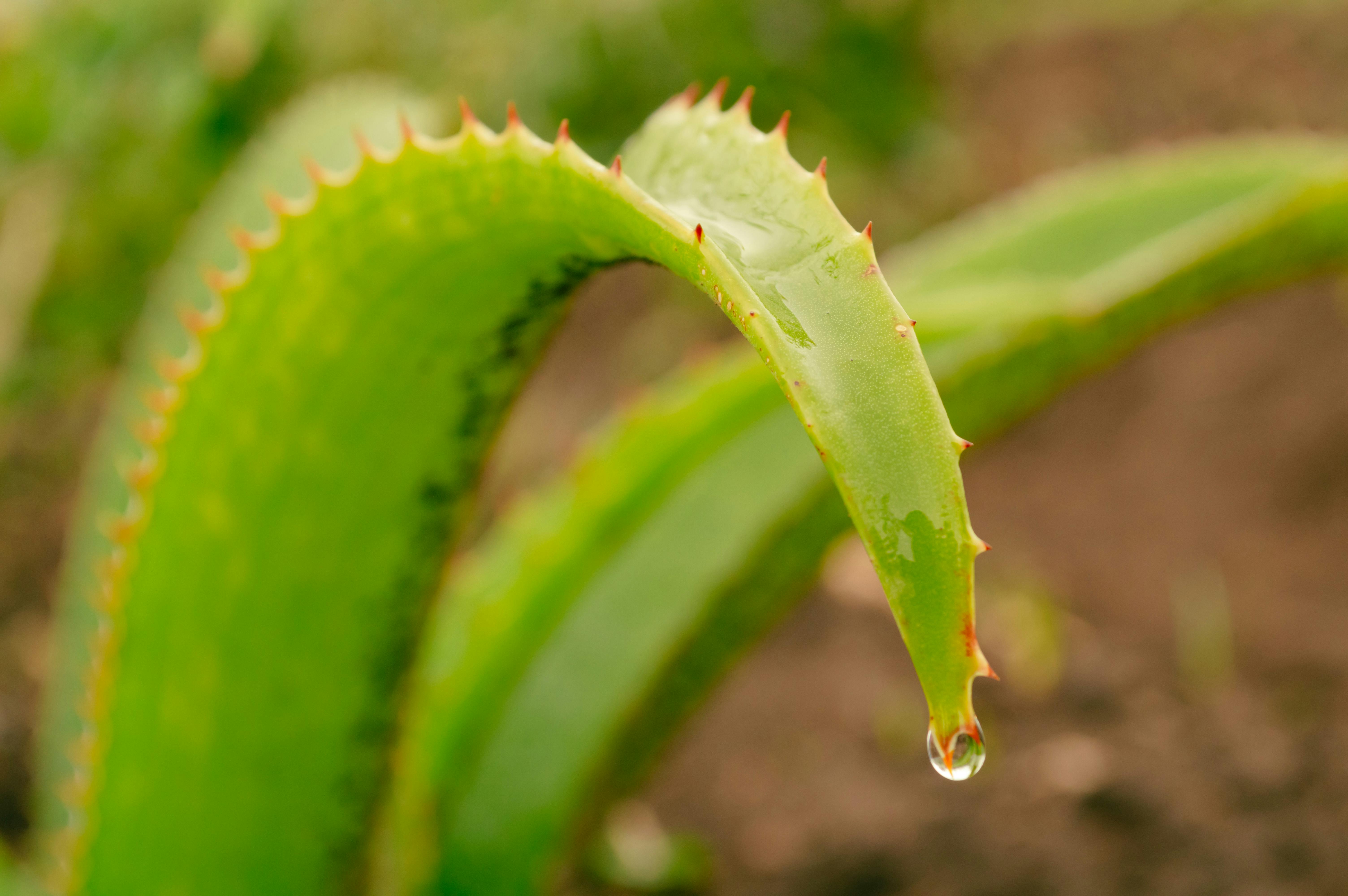 sensitive-skin-soothe-yourself-with-the-aloe-vera-calming-gel