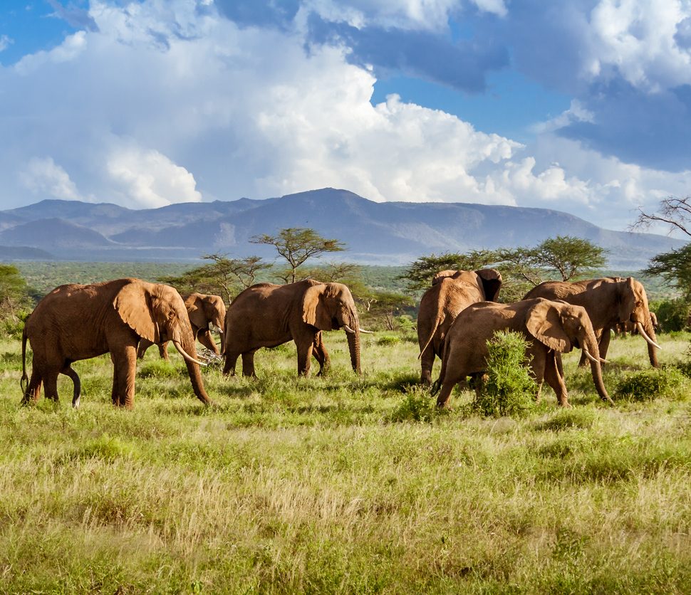 Wildlife Herd of elephants in the african savannah