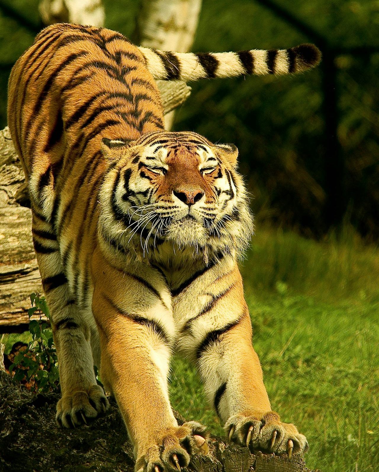 Tiger animals in the wild