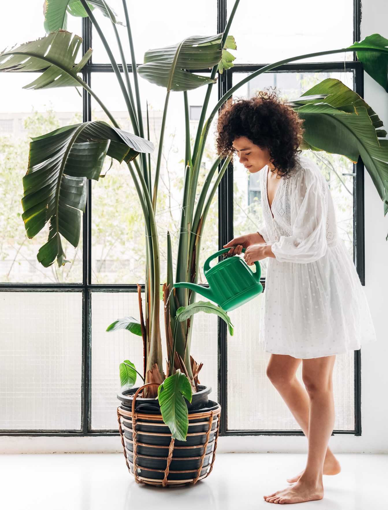 plant-parent-plant-care-guide-style-rave